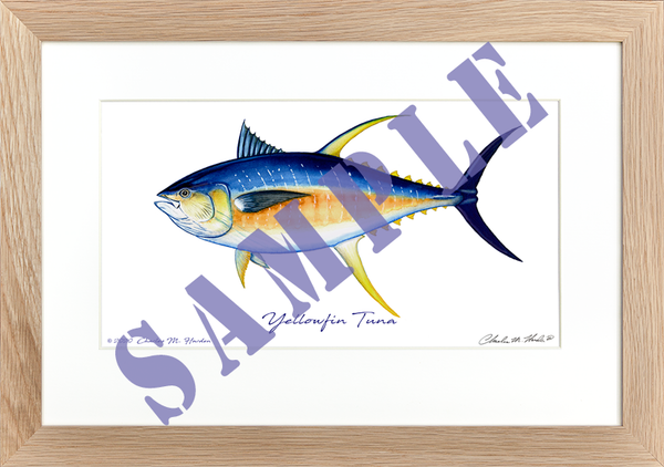 Yellowfin Tuna Art Print