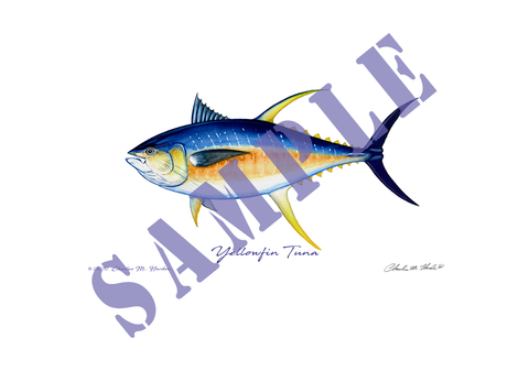 Yellowfin Tuna Art Print