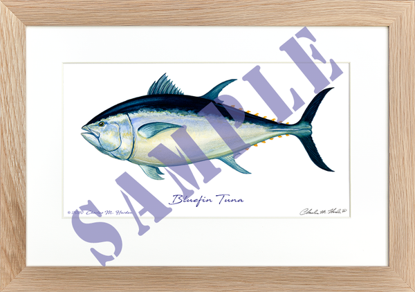 Bluefin Tuna Art Print