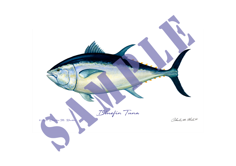 Bluefin Tuna Art Print