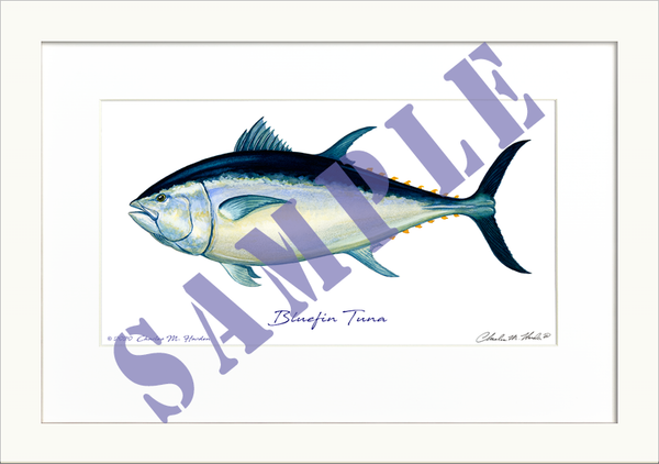 Bluefin Tuna Art Print