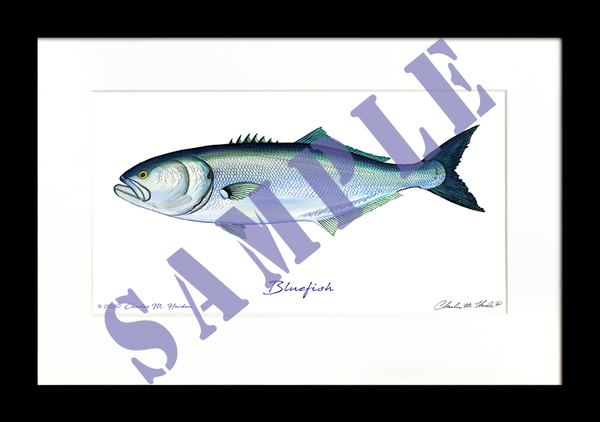 Bluefish Art Print