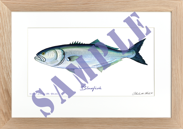 Bluefish Art Print