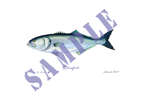 Bluefish Art Print