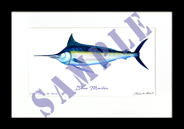 Blue Marlin Art Print