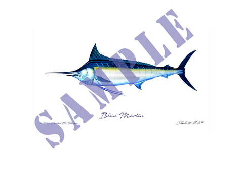 Blue Marlin Art Print