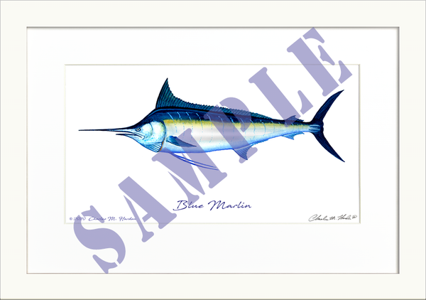 Blue Marlin Art Print