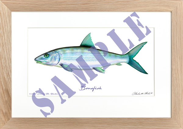 Bonefish Art Print