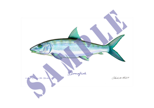 Bonefish Art Print