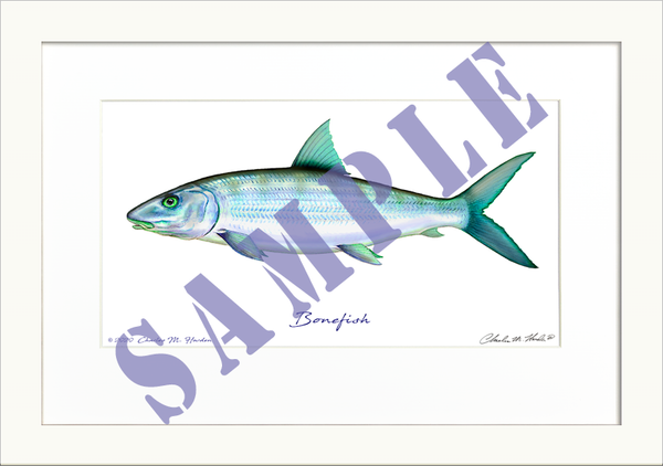 Bonefish Art Print