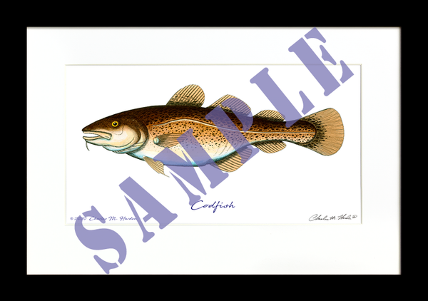 Codfish Art Print