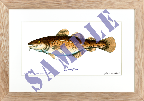 Codfish Art Print