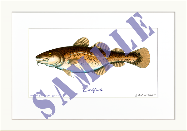 Codfish Art Print