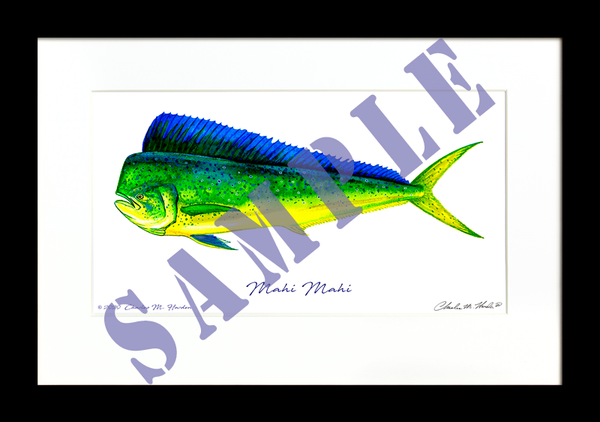 Mahi Mahi Art Print