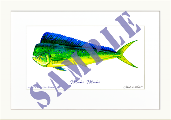 Mahi Mahi Art Print