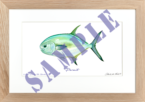 Permit Fish Art Print