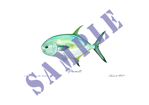 Permit Fish Art Print