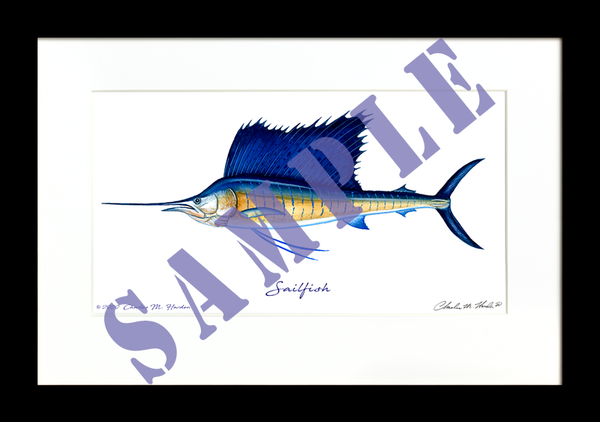 Sailfish Art Print