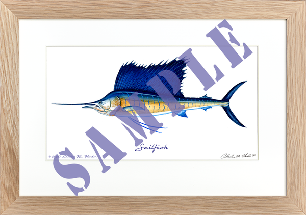 Sailfish Art Print