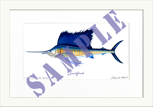 Sailfish Art Print