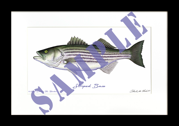 Striped Bass Art Print