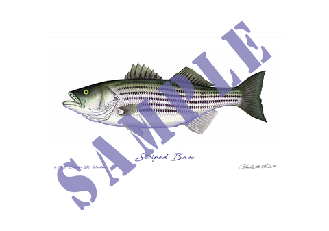 Striped Bass Art Print