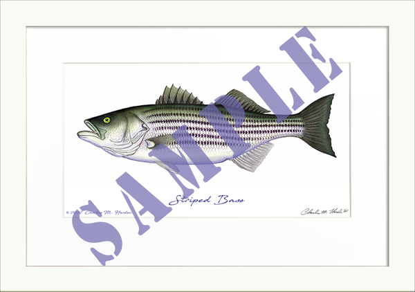 Striped Bass Art Print