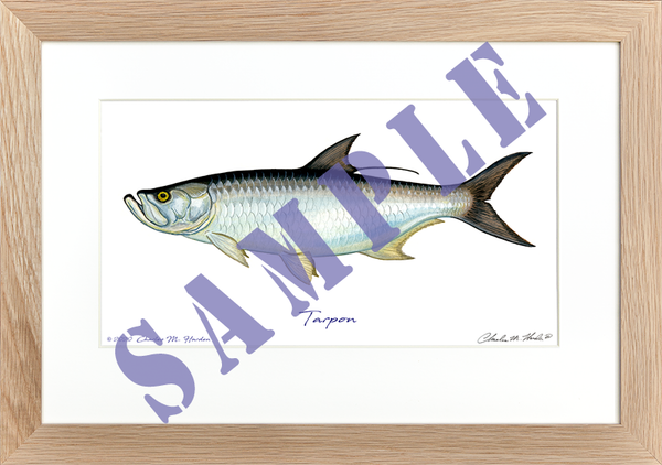 Tarpon Art Print