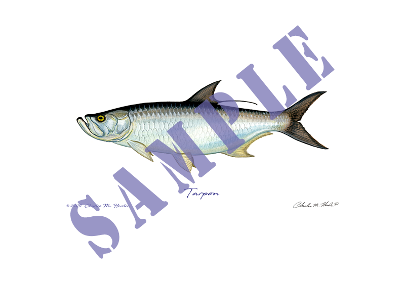 Tarpon Art Print