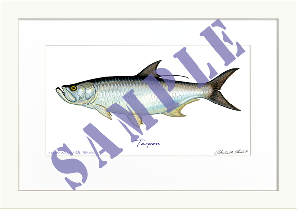 Tarpon Art Print