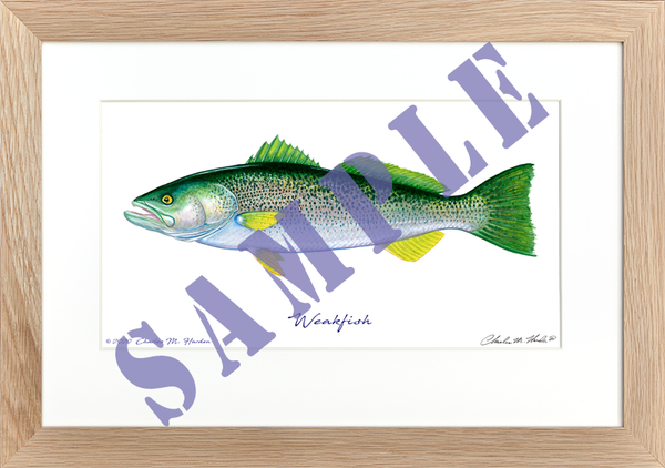 Weakfish Art Print