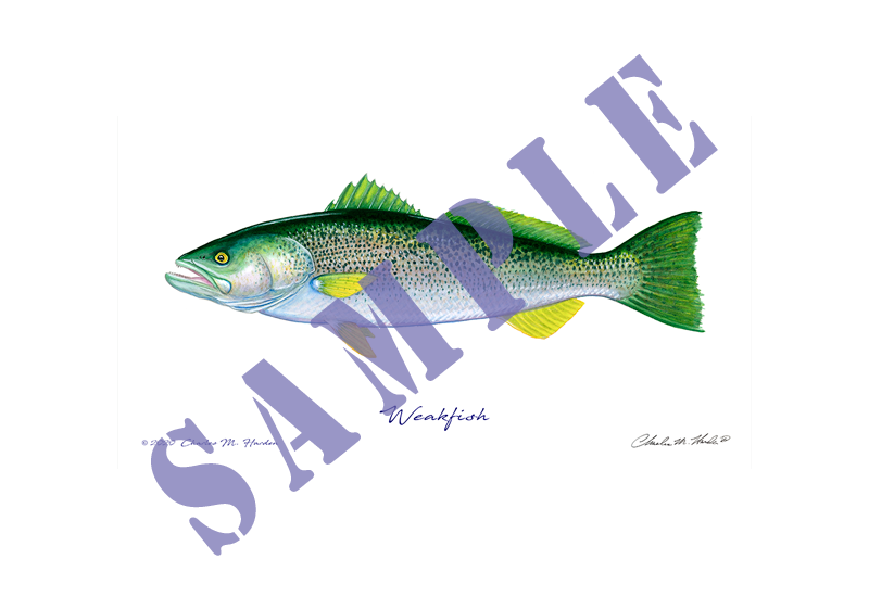 Weakfish Art Print