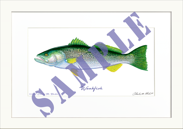 Weakfish Art Print